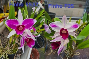 C. purpurata CG1960 (flamea 
