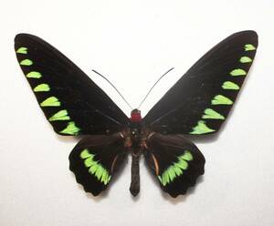 蝶 （標本）オオ アカエリトリバネアゲハ パラワン産 A ♂大型 開長１５５ｍｍ 