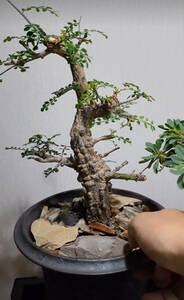  NO.1「塊根植物」Operculicarya decaryi　☆オペルクリカリア・デカリー