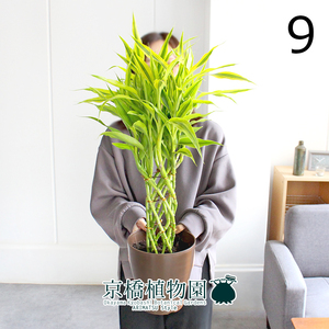 【現品】ミリオンバンブー・ゴールド 6号（9）Dracaena sanderiana