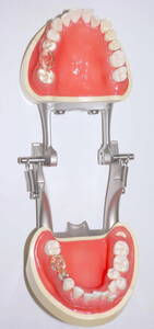 歯磨き指導 顎模型 PE-STP001 歯科 模型 歯科衛生士 見本 サンプル 咬合器 スケーラー　ブラッシング　プラークコントロール 歯みがき　2