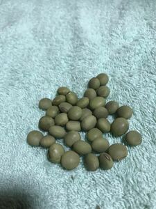 東北限定の枝豆の品種　毛豆の種　30粒