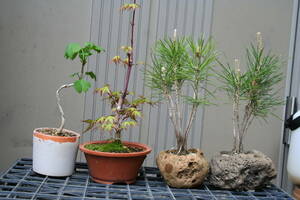 （＾＾）飾れる盆栽セット☆黒松（軽石植え）2鉢・山紅葉・イチョウ☆4鉢まとめて