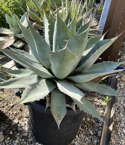 Agave parryi var. huachuensis アガベ パリー ホーチエンシス 吉祥天 特選 大株 リュウゼツラン 多肉植物 コーデックス ビザールプランツ