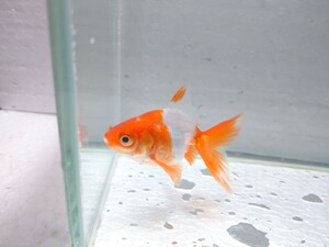 同梱可能！ 平賀養魚場 更紗琉金 約6cm No35