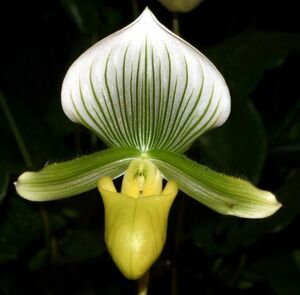 洋蘭 原種 地生蘭 野生蘭 パフィオ Paph.lawrenceanum hyeanum(album) ドイツ実生既開花株 葉幅広くグリーンが濃い葉です