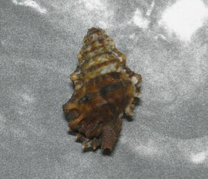 貝の標本 bursa caelata 36.5mm