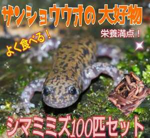 サンショウウオの大好物！よく食べます！栄養満点！新鮮！採れたて直送！シマミミズ100匹セット☆爬虫類の餌、亀の餌、観賞魚の餌、釣り餌