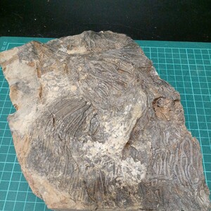 52026 ウミユリ化石　24cm×18cm