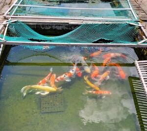 【掛け流し池】濾過設備の無い庭池に是非!! ろ過設備の無い北陸の湧水で育った昔ながらの錦鯉 黄鯉 約42センチ