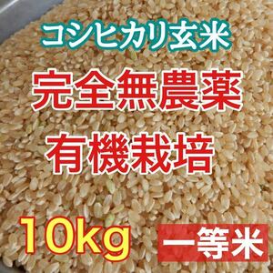 完全無農薬 有機栽培 10キロ 『一等米』令和5年 新米 コシヒカリ玄米 美味しい実家のお米 発芽玄米になります！送料無料！精米無料