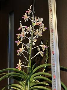 洋蘭　Vanda Lamellta 