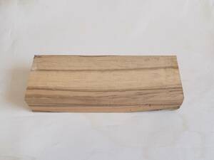 ☆　希少　白樫　SHIROKASHI , Bamboo-leaf Oak　☆　Ｎｏ．０５２９５