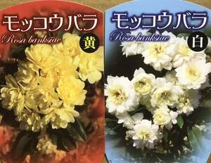 木香薔薇 モッコウバラ苗木