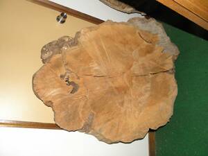 イチイの木（おんこの木）丸太輪切りテーブル用原木材料、昭和30年代に北海道の原生林から切り出して保管していた品です