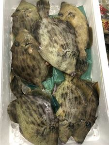 カワハギ 約1kg (３-6尾前後入り) かわはぎ