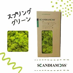 スカンディアモス SCANDIAMOSS スプリンググリーン 50ｇ ディスプレイ 苔 モス 天然素材 緑 空気清浄効果