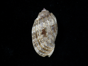 貝の標本 Harpa amouretta 51mm.
