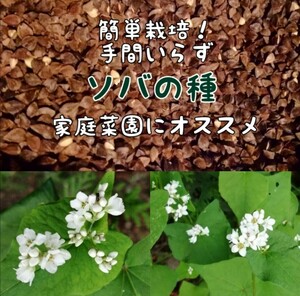 【 家庭菜園にかわいいお花を 】 蕎麦の種　玄蕎麦 そば ソバ お世話いらずそだてやすい 花壇 ガーデニング 花畑　たっぷり15g　②