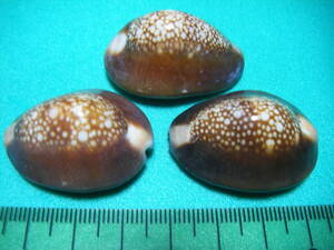 天然採取の貝殻　「ハナマルユキガイ」　標本Ｓ０７　超美品 A１２