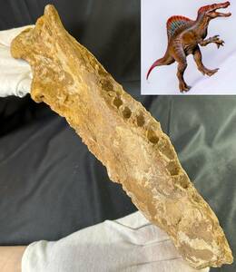 ◆スピノサウルス 化石 顎/1億年前 恐竜 牙 歯 爪/モロッコ ケムケム/これが最後！/ティラノサウルス カルカロドントサウルス好きに/951