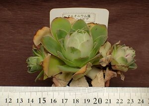 Greenovia aurea ex elhierro グリーノビア・オーレア エルヒエロ★多肉植物