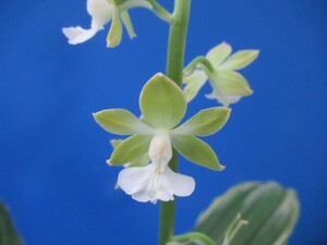 100えびね蘭　３７２　翠冠雪　　山野草エビネラン