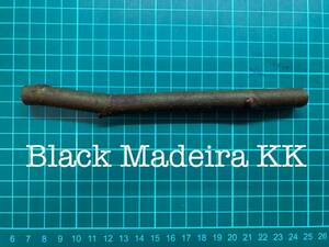 いちじく Black Madeira KK 挿し穂 1本（穂木・挿木）@1740