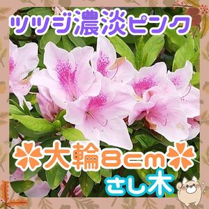 F◆つつじ大輪濃淡ピンク②◆初心者向き◆さし木約10cmｘ5本