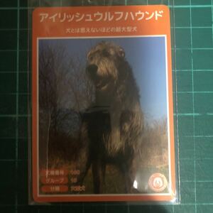【犬種図鑑カード】 No.073 アイリッシュウルフハウンド