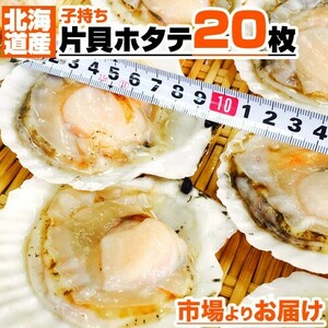 片貝ホタテ 20枚 北海道産 ほたて 帆立 ホタテ 貝ホタテ 片貝 片貝帆立 ホタテ貝 ほたて貝 帆立貝 バーベキュー BBQ 屋台 母の日 父の日