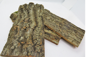 10個　コルク樹皮　10×20ｃｍ（厚約8-10ｍｍ）洋蘭　原種　チランジア　エアープランツ　熱帯植物　ラン　コルク　樹皮　