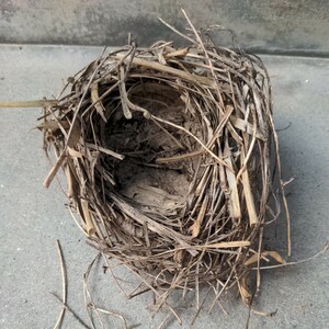 鳥の巣・5cm程の円形です　・自然/オブジェ/とりの巣/2