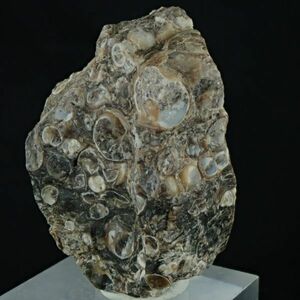 ツリテラアゲート TER101 アメリカ合衆国 ワイオミング州産 24.9g サイズ約41mm×32mm×16mm 瑪瑙 巻貝 化石 パワーストーン 天然石 原石