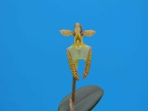 T♪小型洋蘭Bulbophyllum lasiochilum (色薄Type) 洋ラン