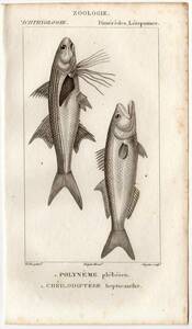 1816年 Turpin 自然科学辞典 銅版画 魚類学 ツバメコノシロ科 ツバメコノシロ オキスズキ科 オキスズキ 博物画