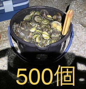 即決送料無料　冷凍マツバ貝　500個　石鯛　イシガキダイ　黒鯛　釣り餌　ジンガサ