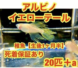 沖ちゃんメダカ【送料無料】アルビノ因子　イエローテール　セイコー　キッシング　めたか　ロングフィン　ヒレ長　稚魚20匹　1センチ前後