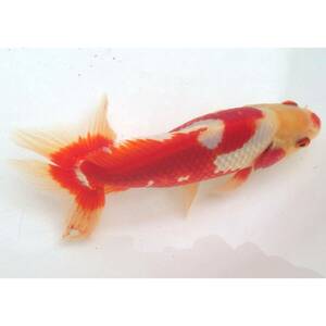 【白髪親爺】本家本元！隼人和錦（オス）2歳魚　17.2cm