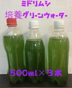 ミドリムシ　ユーグレナ　培養グリーンウォーター　500ml　3本セット　送料無料　種水