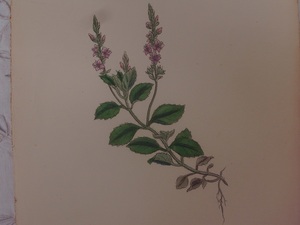 英English botanity植物画アンティークボタニカルプリントSowerby(ジェームス・サワビー)スピードウェル