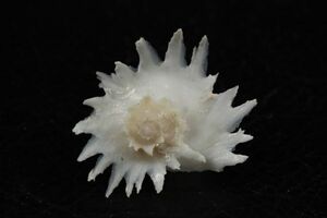 ハグルマミズスイ　24×36㎜ 　タカラガイ　貝標本　貝殻
