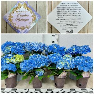 【紫陽花　創作アジサイシリーズ　エルマール　8鉢セット　3.5号　現品　送料無料】