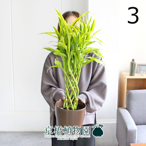 【現品】ミリオンバンブー・ゴールド 6号（3）Dracaena sanderiana