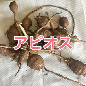 アピオス種芋 約150g 東京都産 農薬不使用