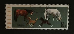 ポーランドの切手 Arab Mares and Foals (Equus ferus caballus) Horses1963シリーズ 1963.12.30発行 
