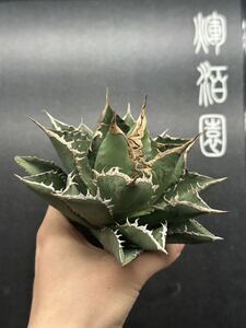 【輝泊園】多肉植物　アガベ チタノタ　海王 強棘 超良型株　特選 MAXAGAVE 珍しい　超大株　親株　5