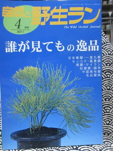 自然と野生ラン 2011年4月号 特集：誰が見てもの逸品　食わず嫌い植物～松葉蘭