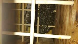 日本蜜蜂(当家では巣の小さな分蜂群)です。手渡し引き取り限定でお願い致します。