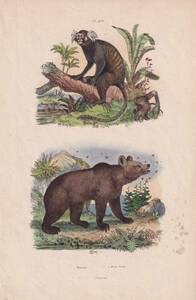 フランスアンティーク 博物画『哺乳類・クマ・熊・猿類・動物・植物　96』 多色刷り銅板画